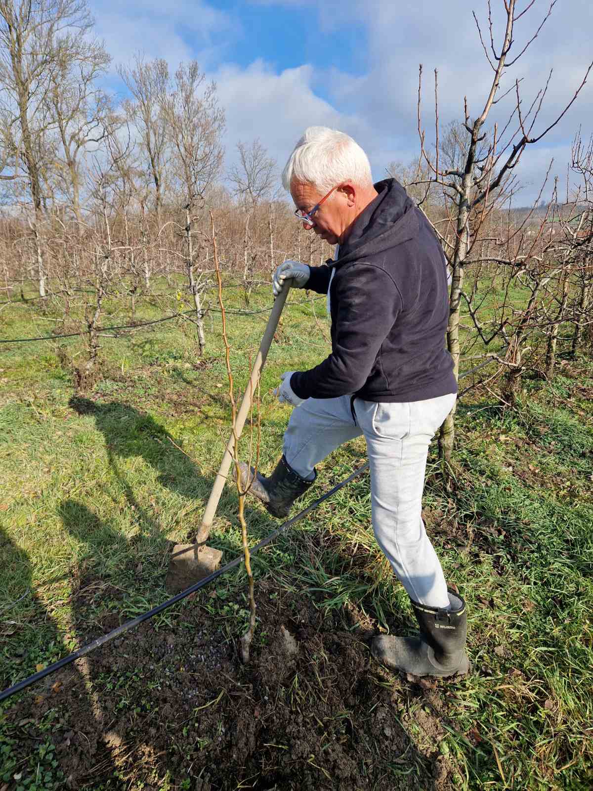 Branislav Lazović sadi mladu krušku
